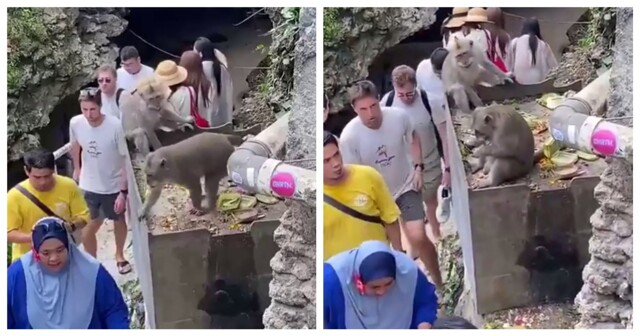 Обезьяна стащила очки у женщины