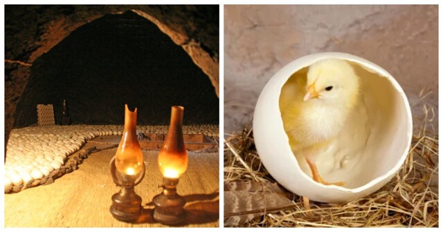 Секреты древнеегипетских птицеводов