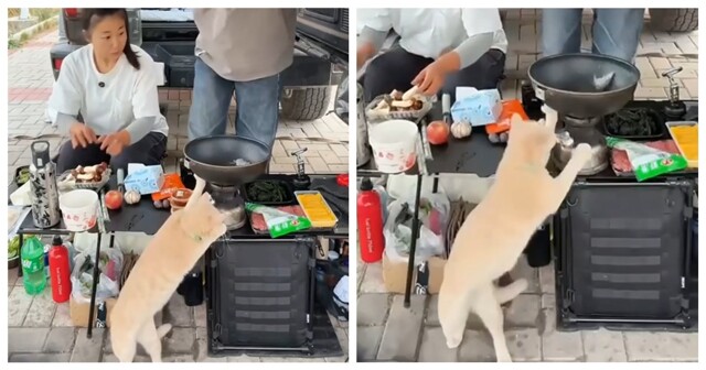 Попытка кота разогреть себе еду