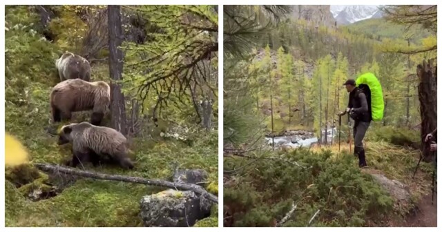 Туристы встретили медведей в лесу