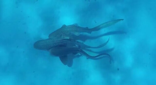 Групповой секс трёх акул попал на видео