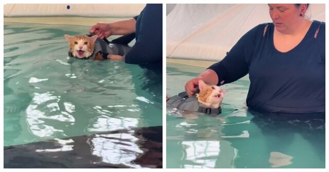 Центр похудения для котов в Канаде