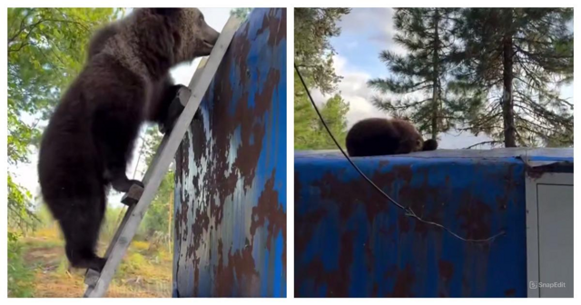 Медведь уснул на вагончике вахтовиков