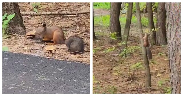 Белка отправилась на «тихую охоту»