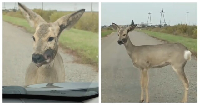 В Курганской области заметили «зомби-косулю»