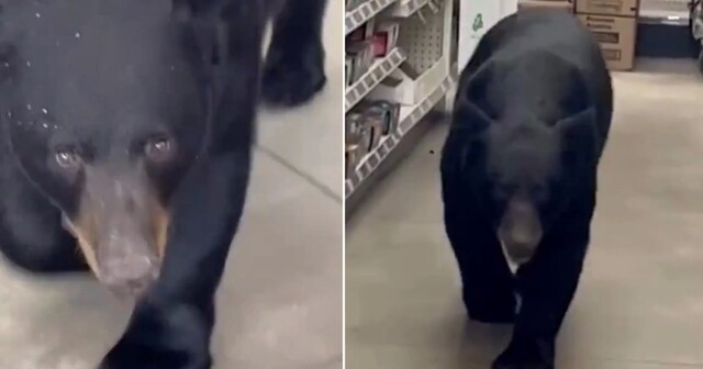 В США медведица наведалась в магазин и напала на 90-летнюю покупательницу