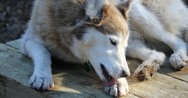 Причина, по которой собаки лижут лапы, — и это не потому, что им скучно