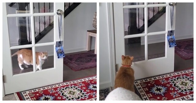 У кошки постоянная проблема с дверью