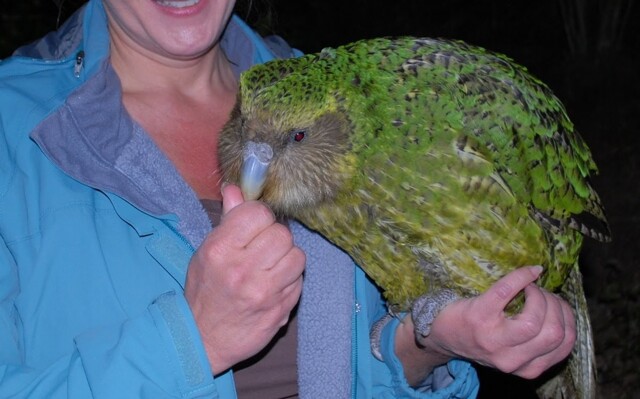 Какапо: редкие нелетающие попугаи,⁠⁠ которых пытаются спасти ученые