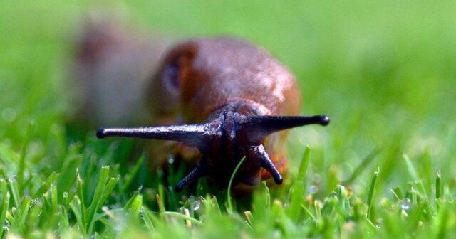 Простой и эффективный способ защитить огород от слизней