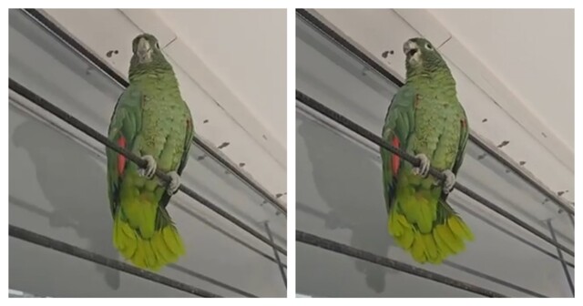 Зеленый попугай пародирует курицу
