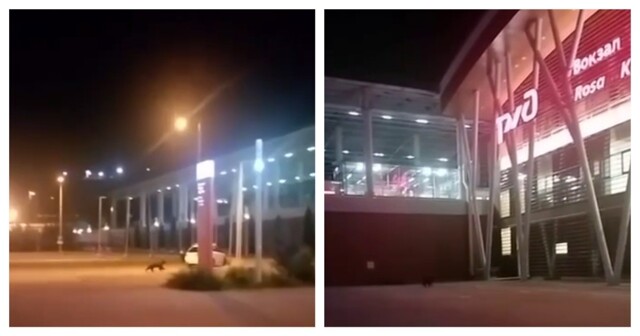 На вокзале «Роза Хутор» засняли медведя