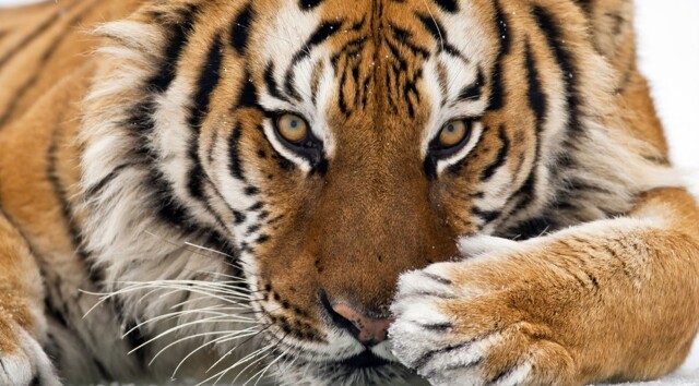 Хищник осматривает жилище человека