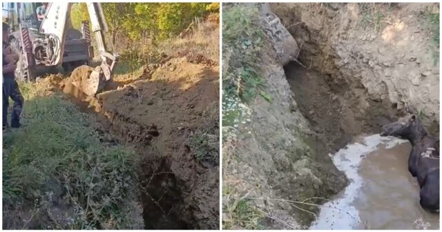 Коммунальщики спасли лося из ямы с водой