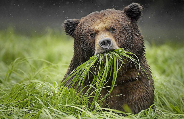 Некоторые подробности медвежьей жизни перед зимней спячкой