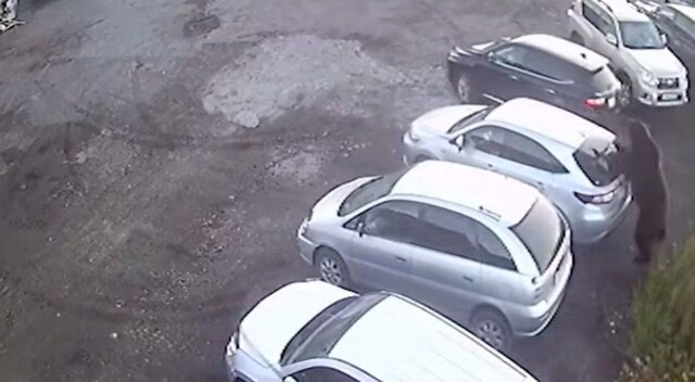 Момент нападения медведя на автомобилиста попал на видео