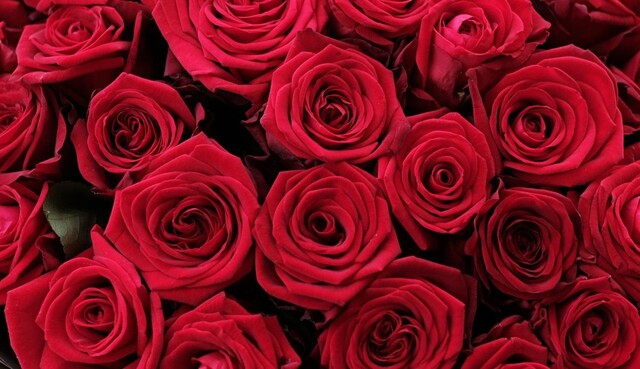 Москвич заказал 80 вёдер роз для  своей женщины