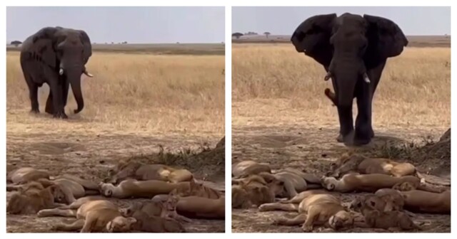 Слон выступил в роли будильника