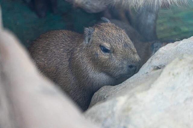 В Московском зоопарке пополнение: родились детеныши капибары