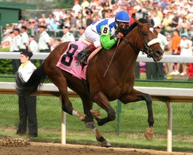 Печальный пост. Почему лошади нельзя вылечить перелом ноги? Даже лучшие врачи почти не имеют шансов