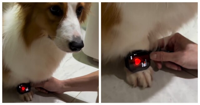 Реакция корги на любимое лакомство