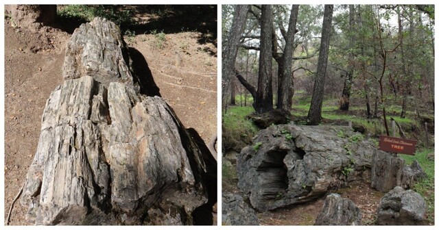 Окаменевшие древние великаны Калистоги, победившие время