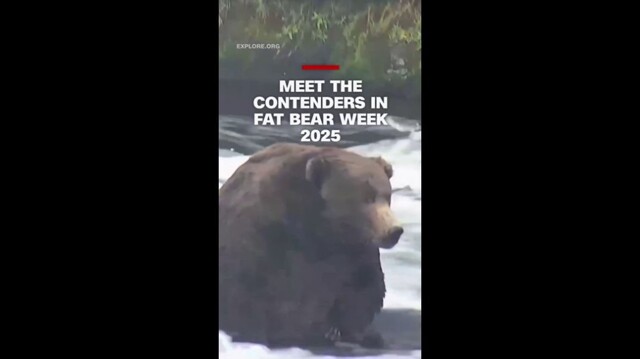 На Аляске стартовал конкурс самых толстых медведей