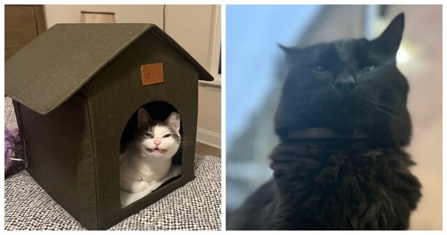 25 примеров расшифровки тайных эмоций котиков