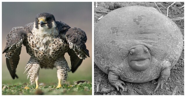 20 удивительных гигантов животного мира