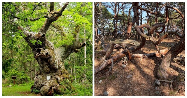 Тролльскоген – мистический шведский лес, где деревья застыли в вечном танце с ветром