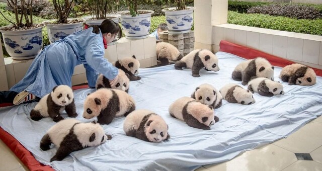 Будни смотрителей за пандами