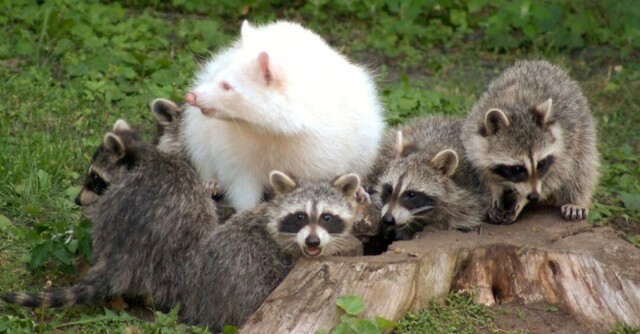 Енот-альбинос забыл дома свои очки