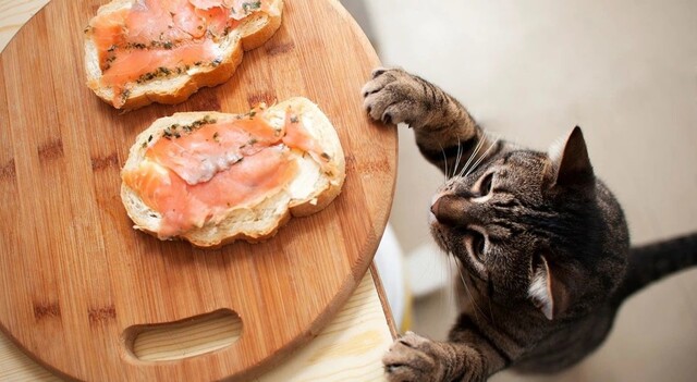 Вороватые кошки и коты