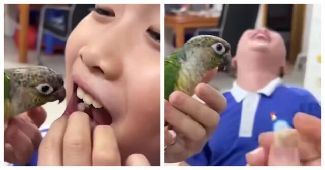 Пернатый стоматолог