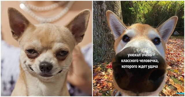 Минприроды предлагает маркировку и единую базу данных для домашних собак