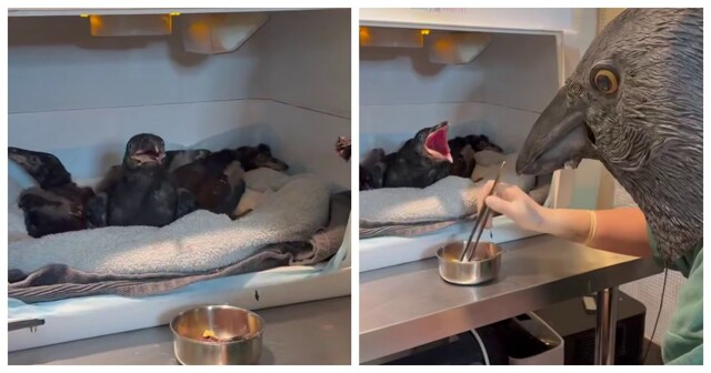 Кормёжка осиротевших воронят