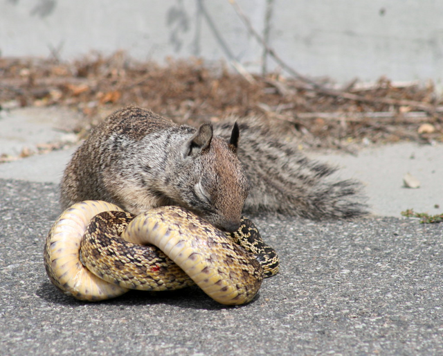Суслик, которого боятся полёвки и змеи