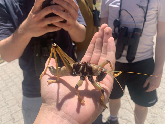 Седлоносая дыбка: гигантские хищные кузнечики