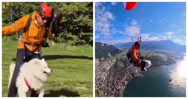 Пёс-парапланерист: собака покорила небо вместе с хозяином