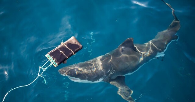 Австралийские учёные протестировали гидрокостюм, защищающий от акул