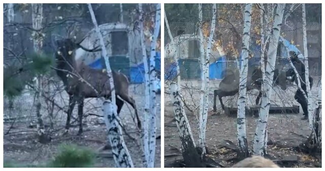 В Забайкалье олень проломил две стены в своем загоне и напал на сотрудника питомника
