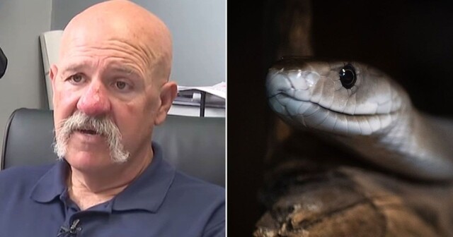 В США фельдшерам грозит увольнение из-за спасения человека от укуса змеи