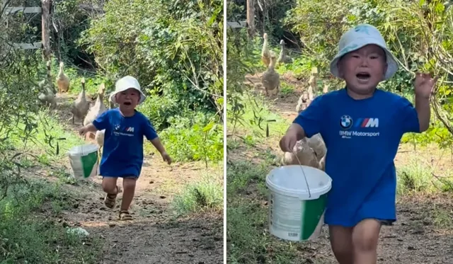 Маленький мальчик, в слезах убегающий от гусей — новая звезда соцсетей