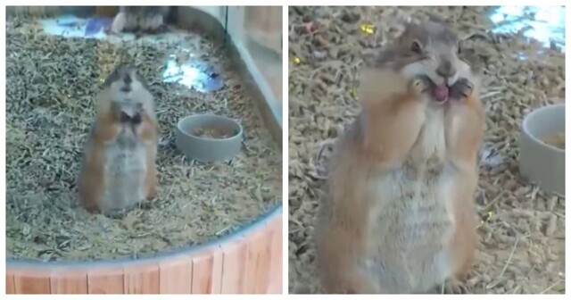 Луговая собачка дразнит посетителей зоопарка