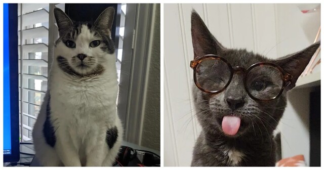 20 фотографий, демонстрирующих выдающиеся проделки и тайные мысли котиков