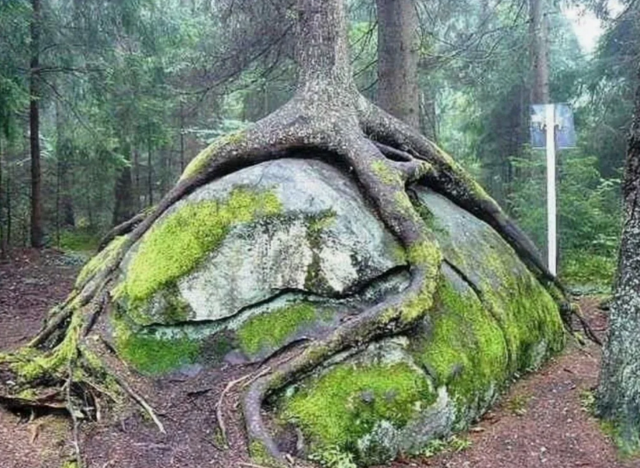 Фото редких явлений и существ, подтверждающих чудеса нашей планеты