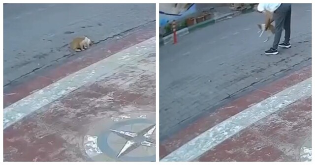 В Турции мужчина применил приём Геймлиха и спас задыхающуюся кошку