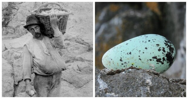 Яичная лихорадка, вошедшая в историю как кровавая битва за птичьи гнёзда