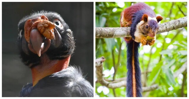 15 созданий природы, в существование которых верится с трудом