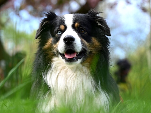 Долгожители